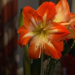 Meet your Posher, Donnie